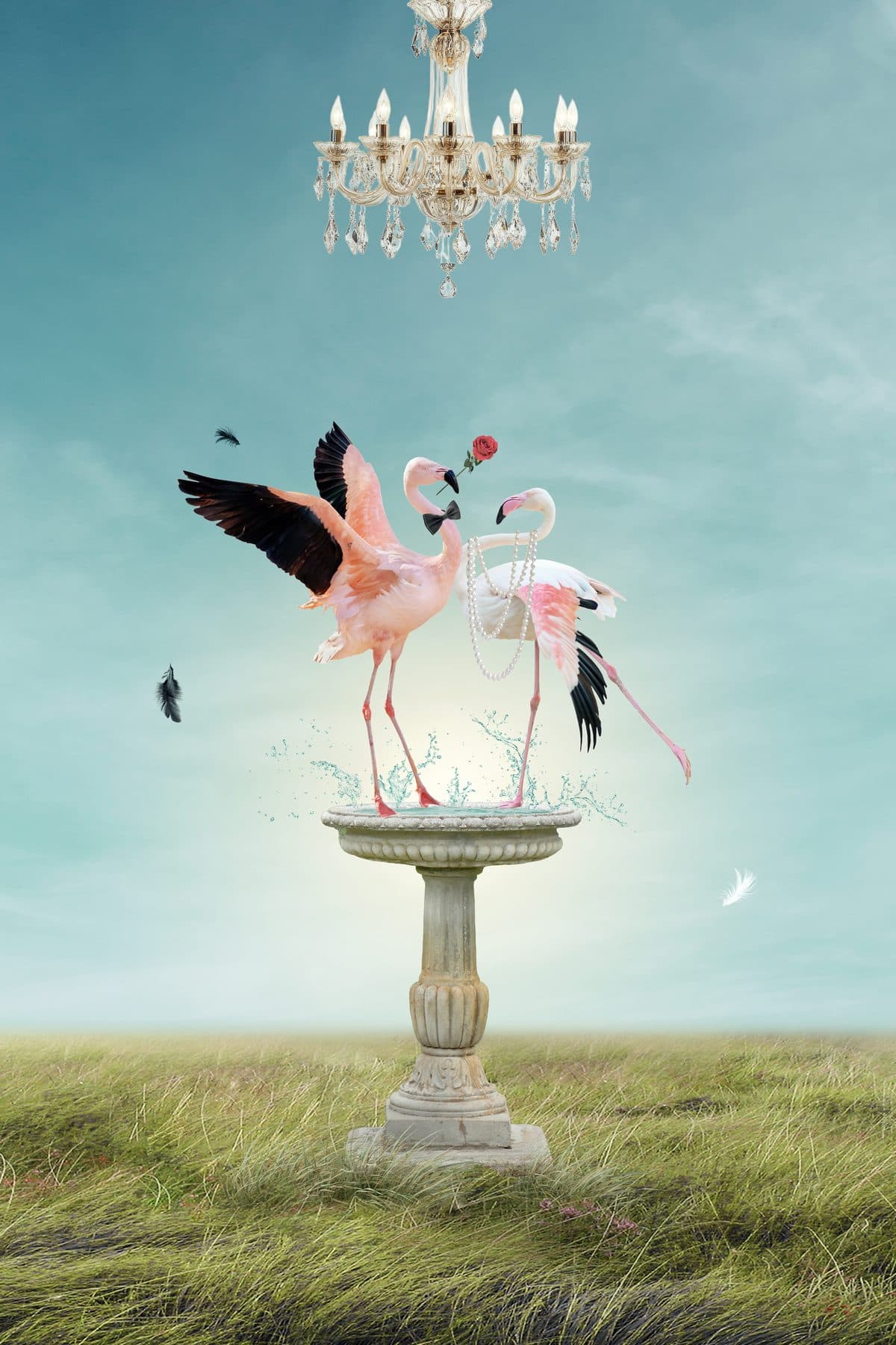 Two To Tango — fine art bird portrait print by Dana Klein Creative, Park City Utah