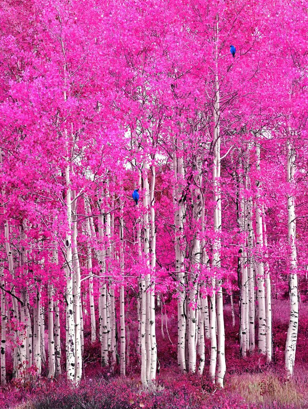 Cotton Candy Forest — dreamy pink autumn forest landscape fine art print by Dana Klein Creative